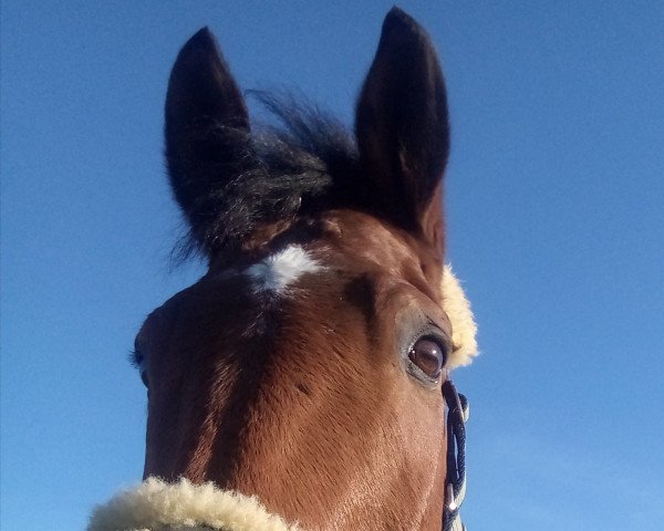 dressage horse Pagello du Houssoit (Belgian Warmblood, 1999, from Ksar Sitte)