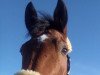 dressage horse Pagello du Houssoit (Belgian Warmblood, 1999, from Ksar Sitte)