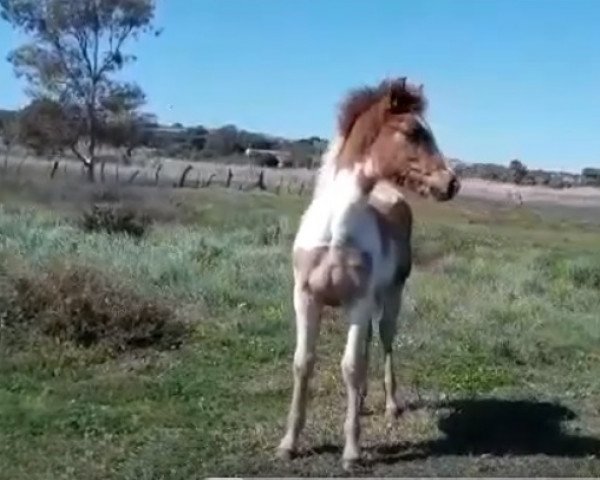 Pferd CHICO DE FINCA BARROCO (Barockpinto, 2020)