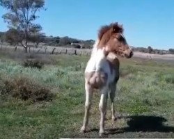 horse Chico de Finca Barroco (Pinto, 2020)