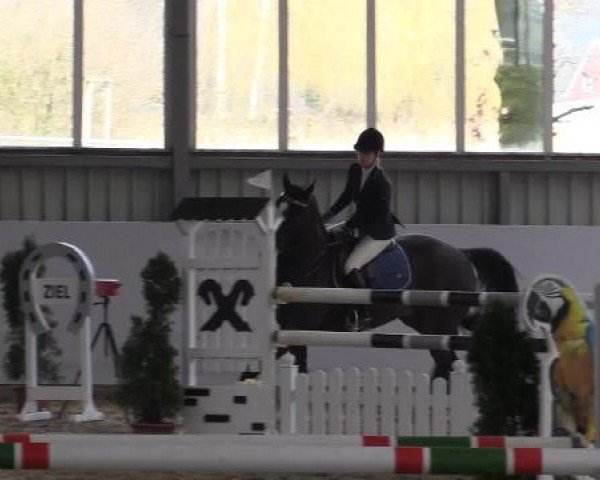 Hallen-Springturnier Greven 2015