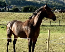 Springpferd Pikant Hcw CH (Schweizer Warmblut, 2010, von Pilotdino)