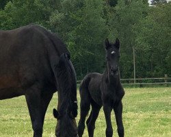 dressage horse Fohlen von Le Formidable / Sandro Hit (Oldenburg, 2020, from Le Formidable)