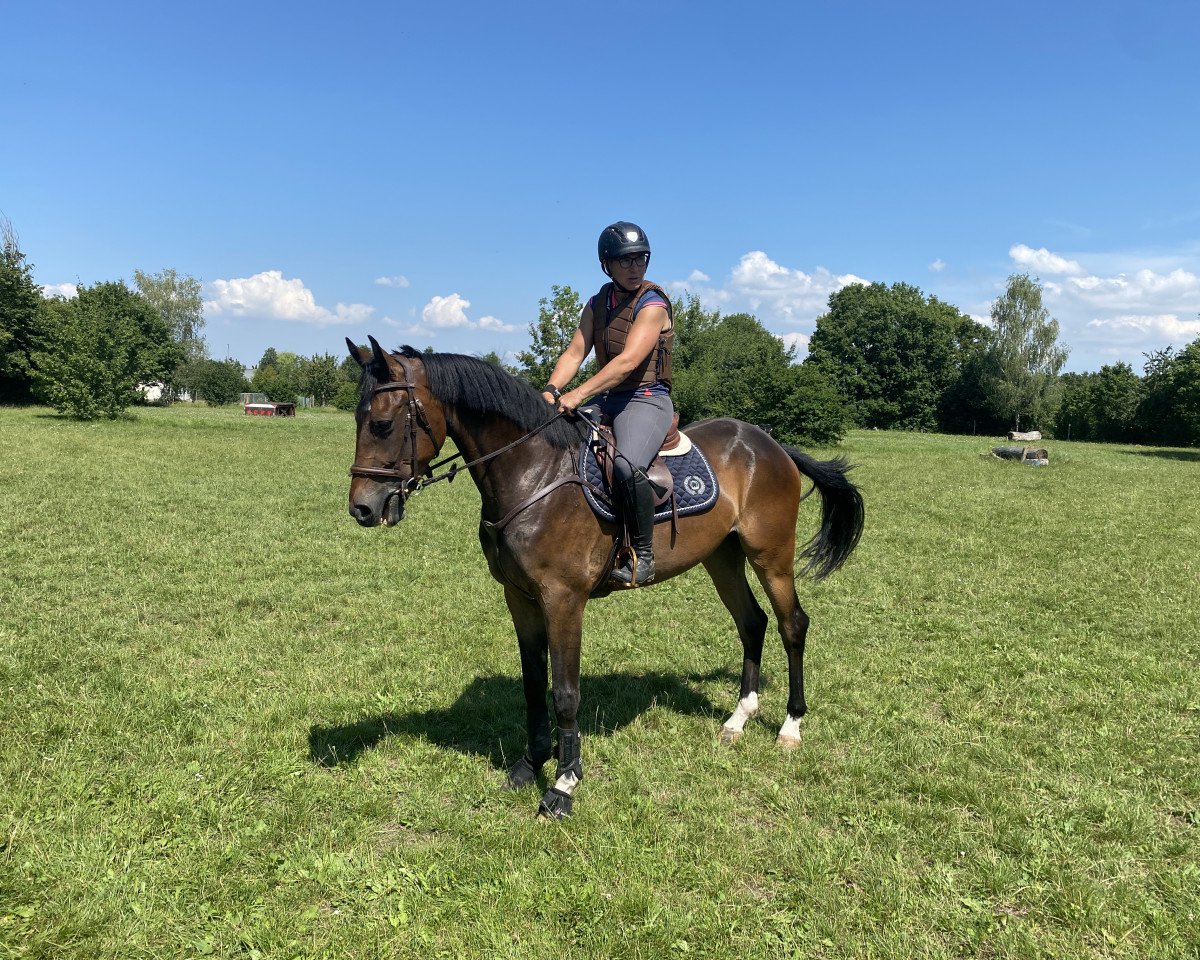dressage horse Thundercloud 4 (Irish Sport Horse, 2016, from Jack of Diamonds)