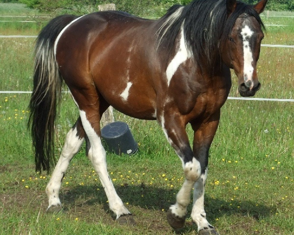 Deckhengst Southern Star (Hessisches Warmblut, 1995, von Sinclair B)