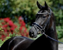 dressage horse La Pitufina 3 (KWPN (Royal Dutch Sporthorse), 2016, from Grimaldi)