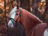 dressage horse Marty Mcfly Jr. (German Riding Pony, 2017, from The Braes My Mobility)