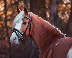 Dressurpferd Marty Mcfly Jr. (Deutsches Reitpony, 2017, von The Braes My Mobility)