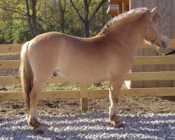 stallion 1DR Hafsteinn (Fjord Horse, 2017, from 1DR Kjaman)