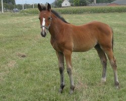 broodmare Unabra (Belgian Warmblood, 2020, from Untouchable)