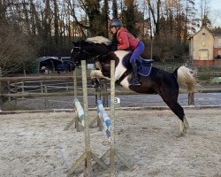 Pferd Raven Son (Arabisches Halbblut / Partbred, 2010, von Raven EAO)