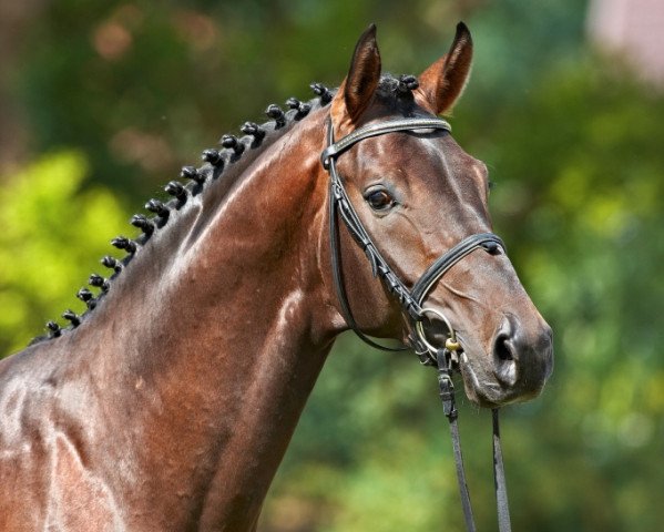 stallion First Selection (Westphalian, 2007, from First Final)