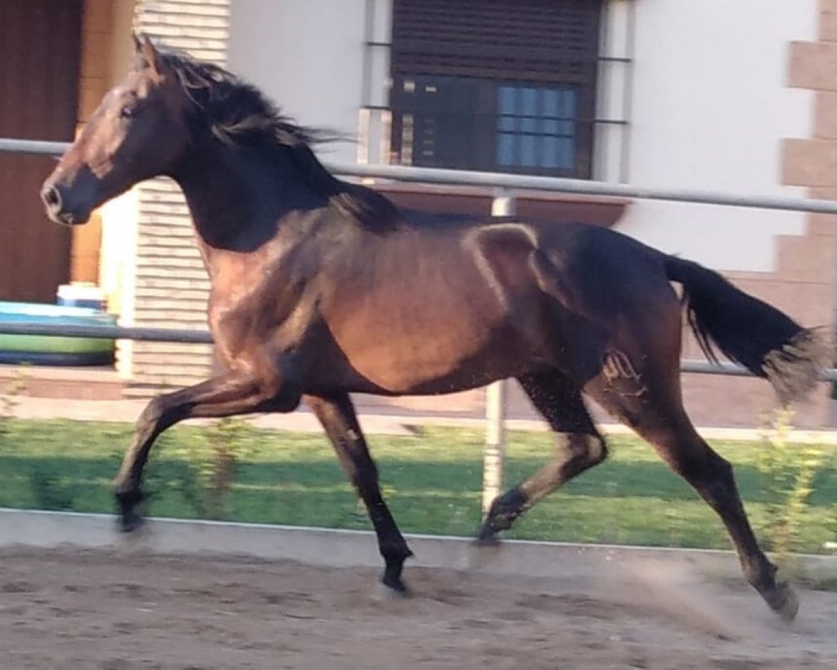 Pferd Rodeño (Andalusier, 2018)