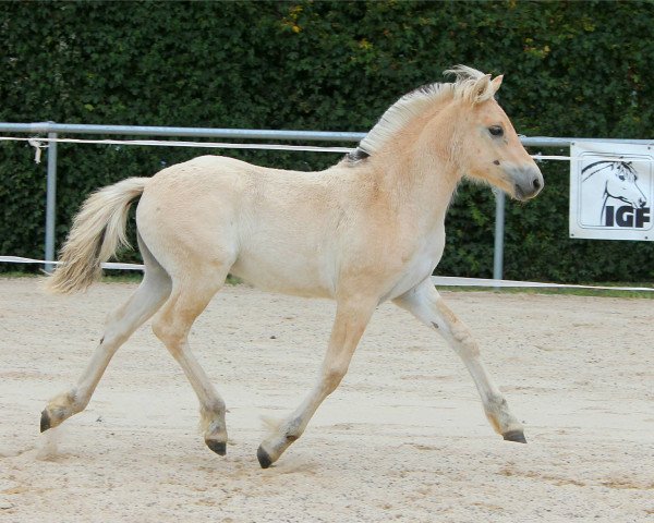 Pferd Lica (Fjordpferd, 2020, von Glød)