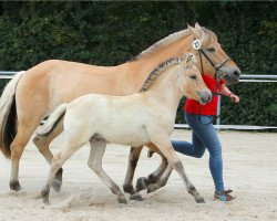 dressage horse Gudny (Fjord Horse, 2020, from Kelvin)