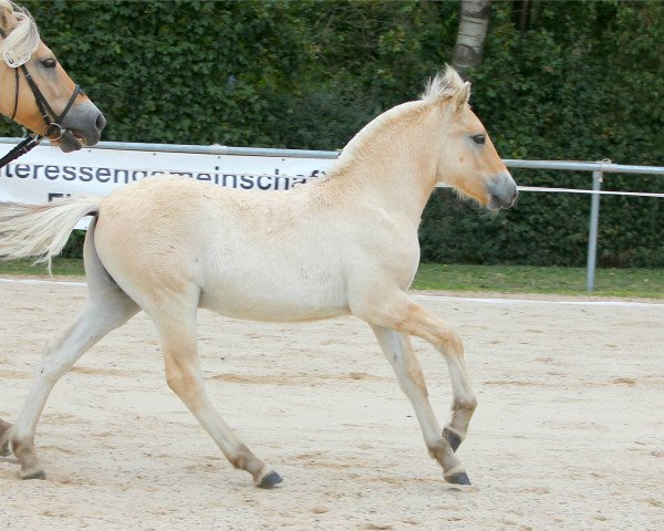 horse Dacapo (Fjord Horse, 2020, from Damar)