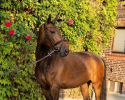 broodmare Agrippina B (Oldenburg show jumper, 2009, from Argentinus)