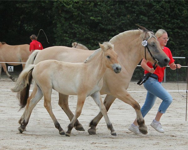 horse Tilano (Fjord Horse, 2020, from Mr. Tveiten N.2591)