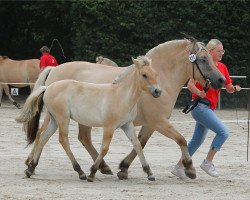 horse Tilano (Fjord Horse, 2020, from Mr. Tveiten N.2591)