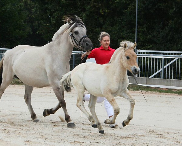 horse Daniel (Fjord Horse, 2020, from Damar)