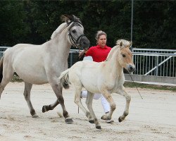 Pferd Daniel (Fjordpferd, 2020, von Damar)