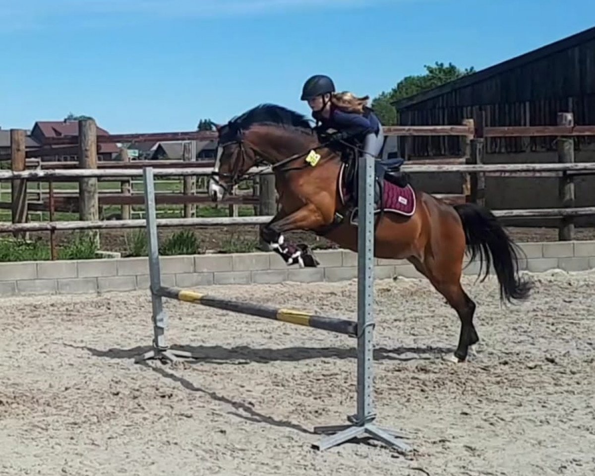 dressage horse Top Model 2 (German Riding Pony, 2011, from Top Montreal)