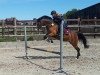 dressage horse Top Model 2 (German Riding Pony, 2011, from Top Montreal)