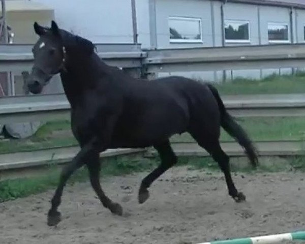 broodmare Blutezeit vd Kwaplas (Belgian Warmblood, 2001, from Ferro)