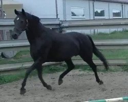 Zuchtstute Blutezeit vd Kwaplas (Belgisches Warmblut, 2001, von Ferro)