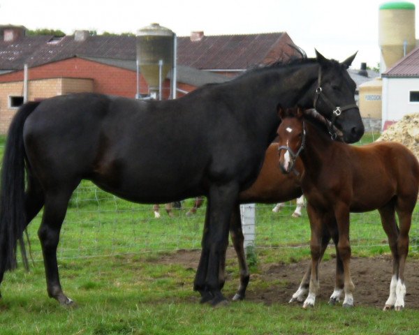 Zuchtstute Wonda van de Kwaplas (Belgisches Warmblut, 1999, von Ferro)