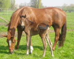 Zuchtstute Roxanne vd Kwaplas (Belgisches Warmblut, 1994, von Weltmeyer)