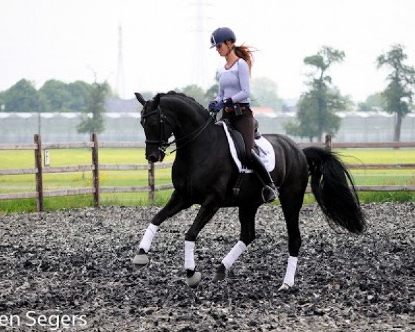 Zuchtstute Ankonda vd Kwaplas (Belgisches Warmblut, 2000, von Ferro)