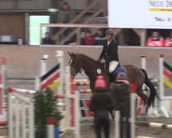 Hallenturnier Springe 2015