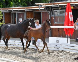 dressage horse Fibonacci (Austrian Warmblood, 2020, from Faberge Ep)