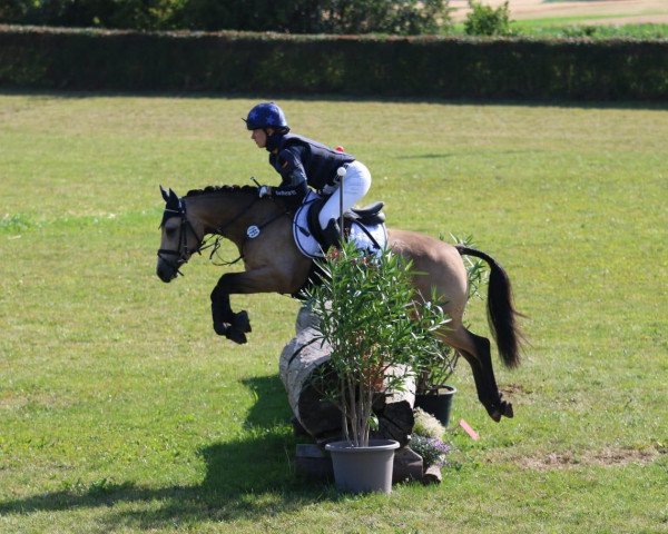 dressage horse RM Mighty Queen (German Riding Pony, 2014, from Mac Creamy)