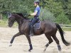 dressage horse Dantiamo (Oldenburg, 2013, from Dante Weltino Old)