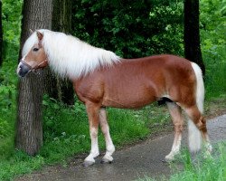 Deckhengst Mozart (Haflinger, 1996, von 1262 Midas)