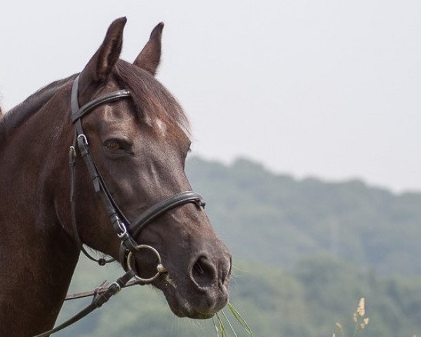 broodmare Cadfach Gwennan (Welsh-Cob (Sek. D), 1990, from Penycrug Dafydd Ddu)