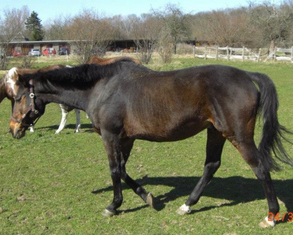 Pferd Gangster Boy xx (Englisches Vollblut, 1996, von Papi's Boy xx)