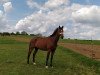 dressage horse Escado 29 (Trakehner, 2013, from Summertime)