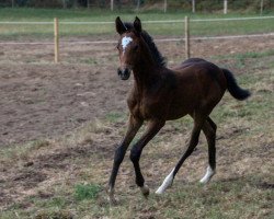 Springpferd Grey Glamour LH (Westfale, 2020, von Great Star 4)