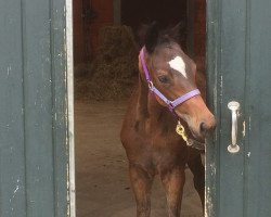 dressage horse Schwalbenmusik (Trakehner,  , from Summertime)