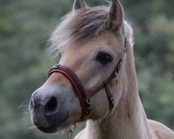 Pferd Isgaardo (Fjordpferd, 2011, von Inderk)