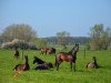 dressage horse Summerdream MW (Trakehner, 2014, from Summertime)