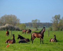 dressage horse Summerdream MW (Trakehner, 2014, from Summertime)