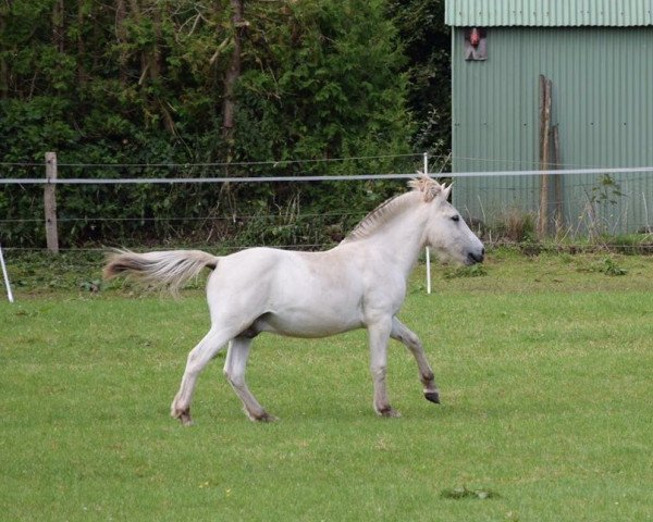 horse Klosterhof's Snorri (Fjord Horse, 2015, from Solfin Skovå)