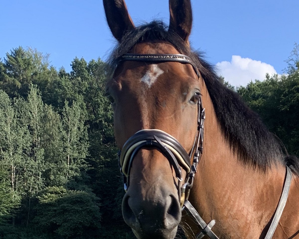 Springpferd Rhodonit 11 (Pinto mit Reitpferdepedigree, 2016, von Ramazotti de Grande)