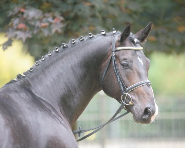 stallion Ehrenpreis (Westphalian, 2001, from Ehrentusch)