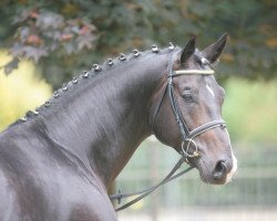 stallion Ehrenpreis (Westphalian, 2001, from Ehrentusch)