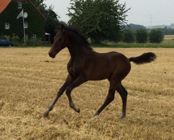 dressage horse Fidelius AV (Westphalian, 2015, from Franziskus FRH)